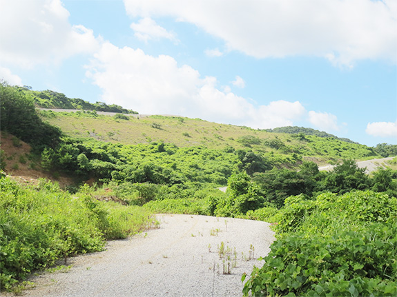 写真：鉱山内緑化状況